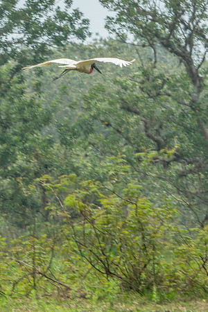 Jabiru Stork