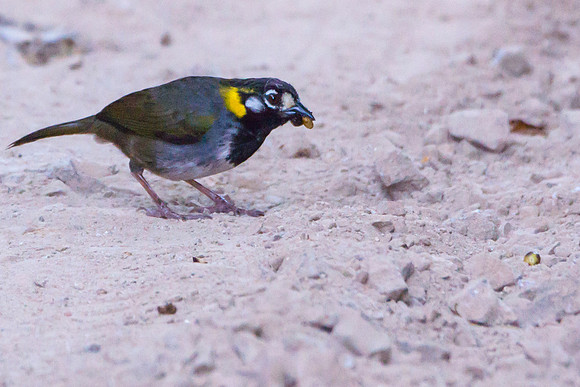 White-eared Ground Sparrow