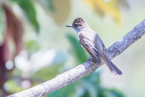 Great-crested Flycatcher