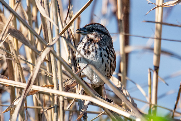 0122 Staten Island CRP -18
