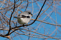 SacColNWR 012025-08