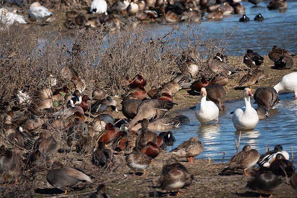 SacColNWR 012025-30