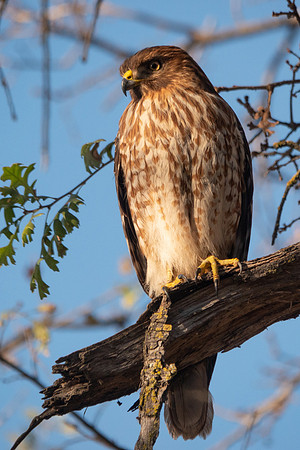 SacColNWR 012025-70
