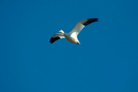 SacColNWR 012025-13
