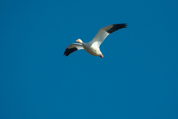 SacColNWR 012025-13