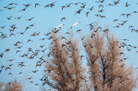 SacColNWR 012025-20