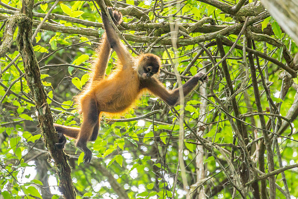 Spider Monkeys