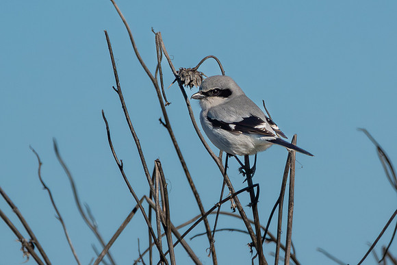 SacColNWR 012025-04