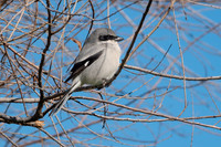 SacColNWR 012025-07